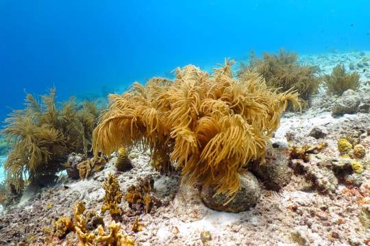 Caribbean coral reefs - scuba diving photogallery