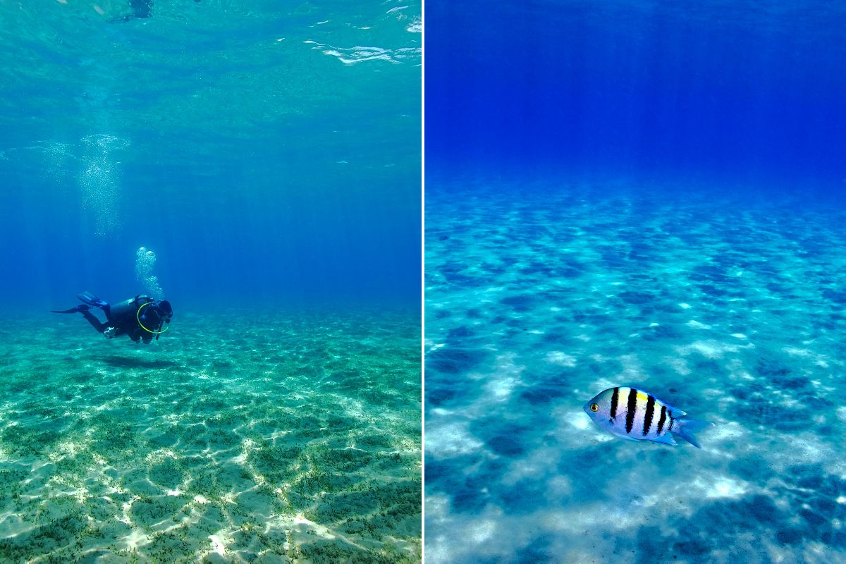 Kate in the bay and a shot of the damselfish (sergeant) in the blue water.