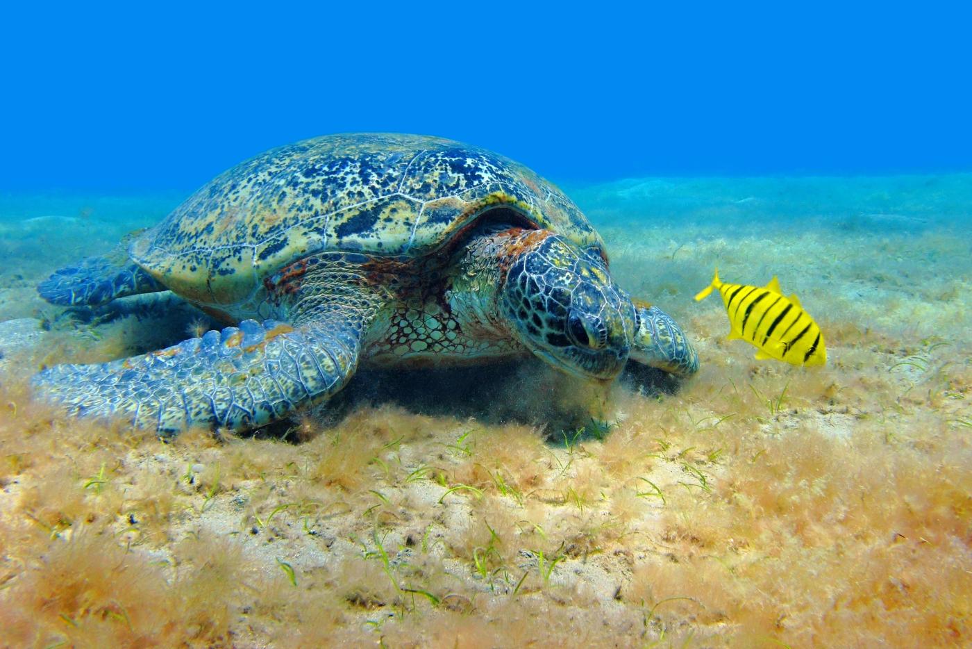 Další z mořských želv na dně.
