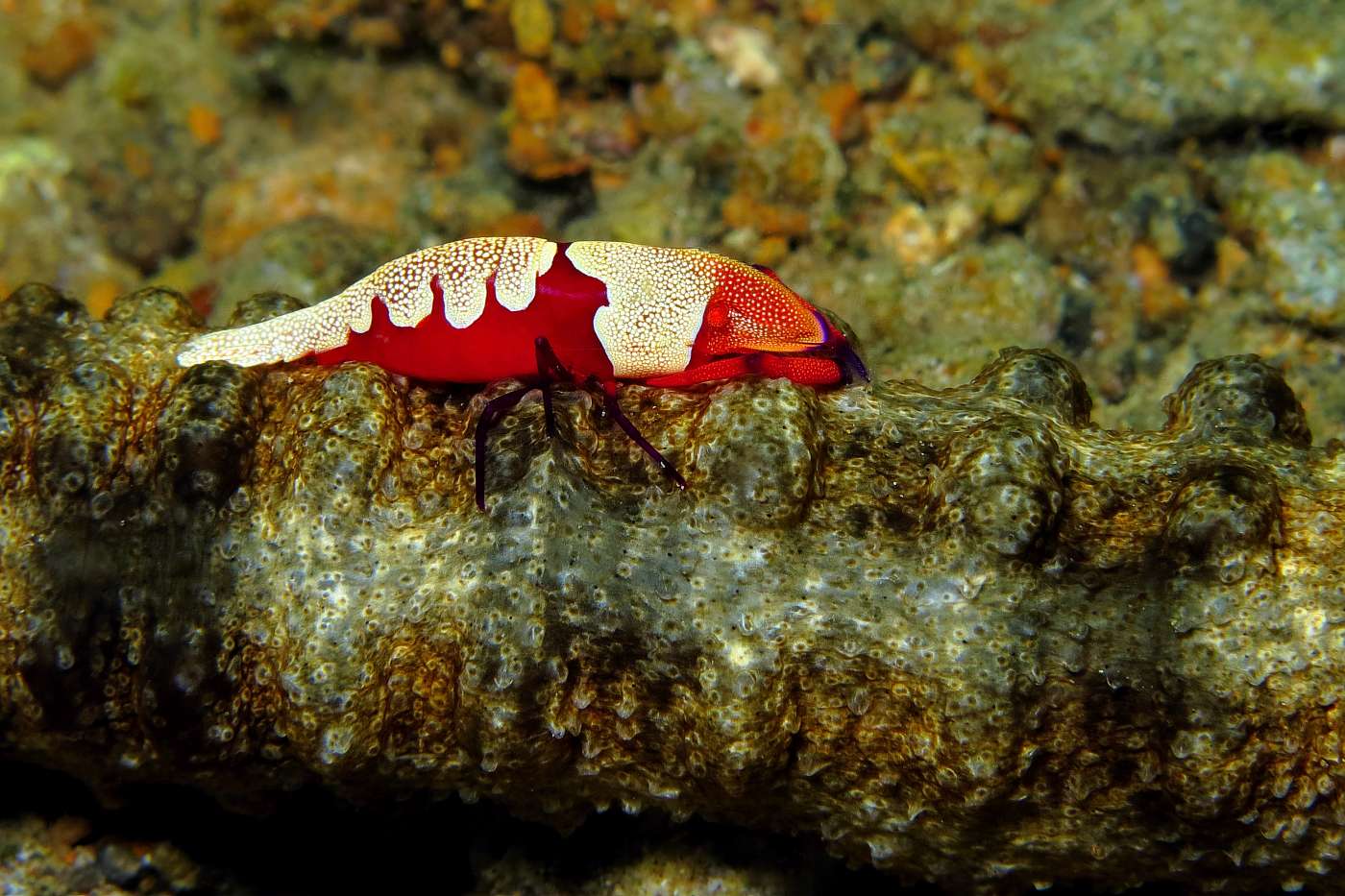 Sumýš a kreveta císařská (Periclimenes imperator), Filipíny, Anilao