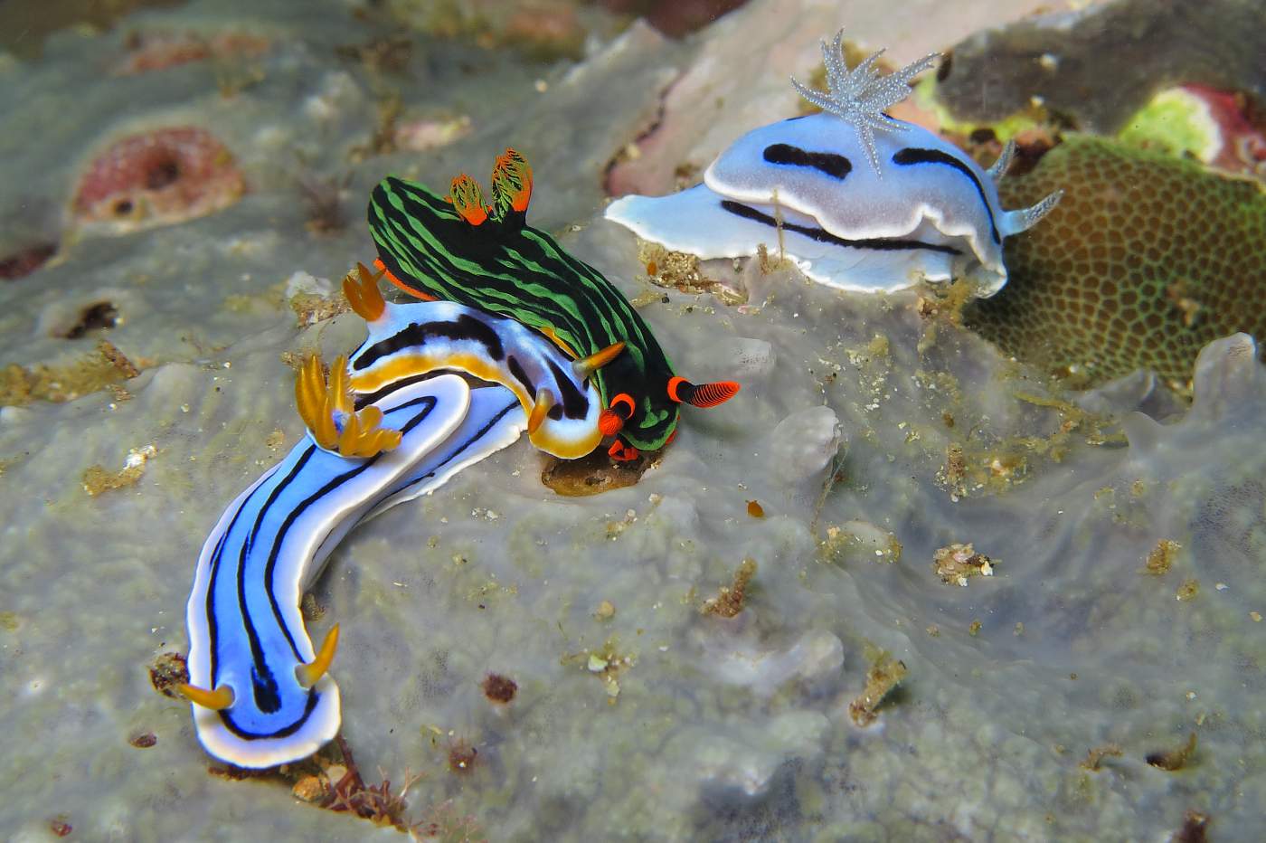 Nahožábří plži na korálu, noční ponor, Filipíny, Anilao