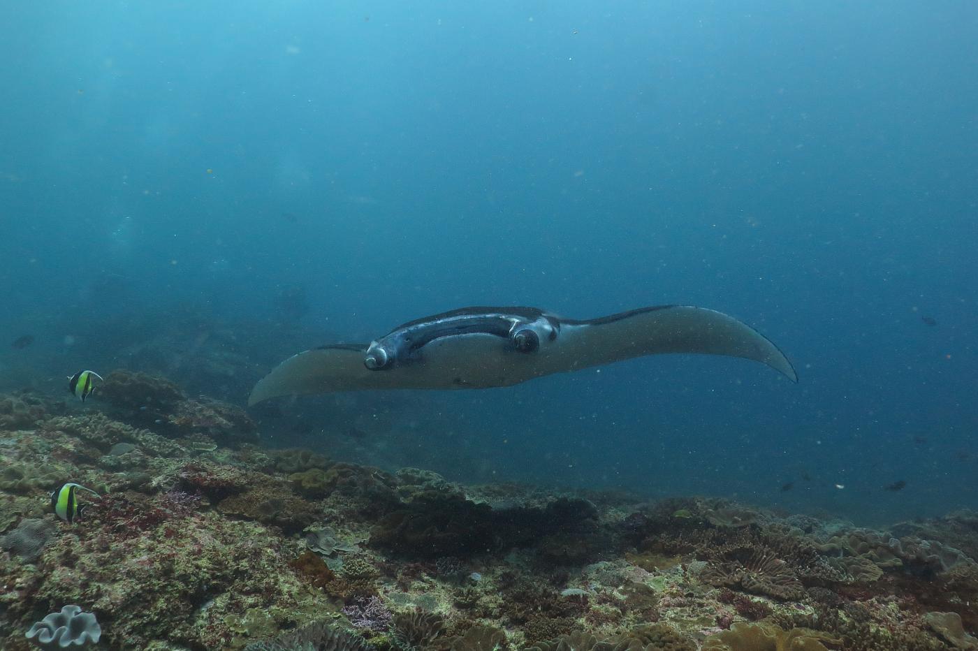 Nusa Penida, ponor s mantami