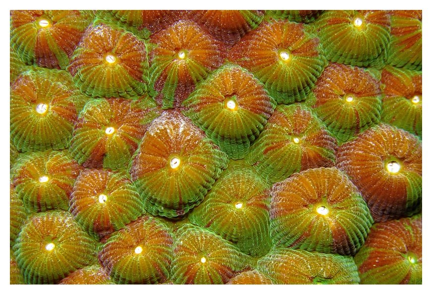 Coral detail