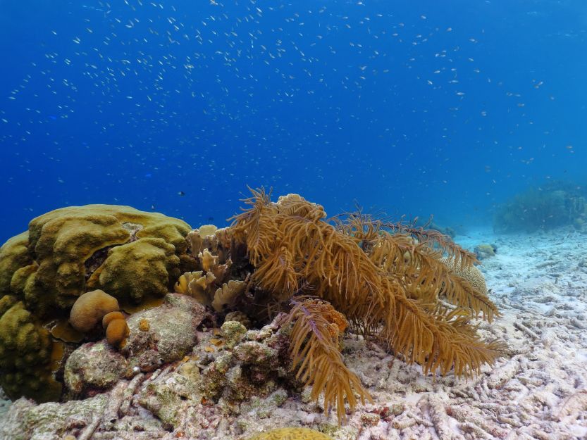 Caribbean coral reefs