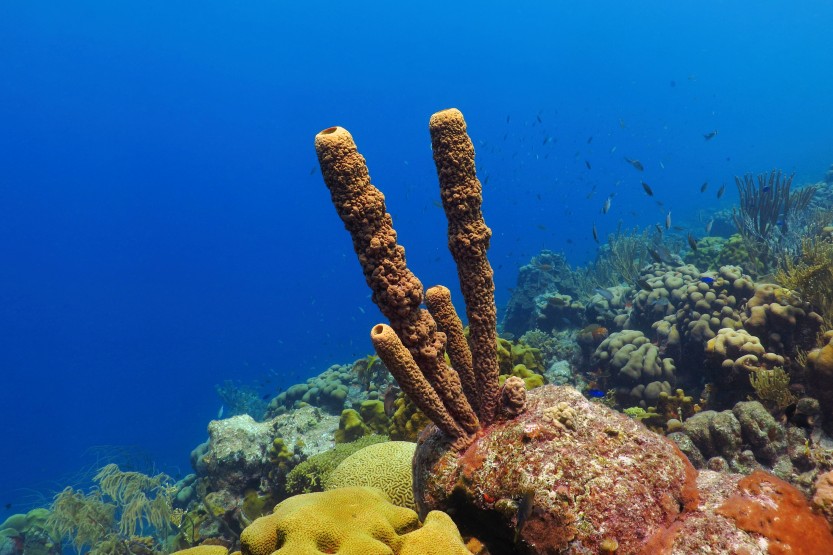 Karibské korálové útesy