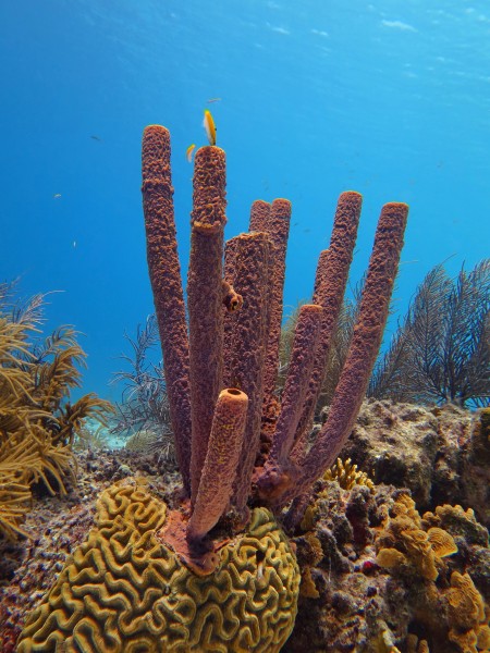 Karibské korálové útesy
