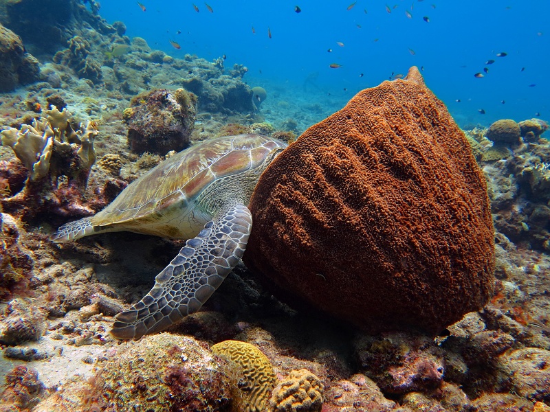 Sea turtle sleeping in sea sponge