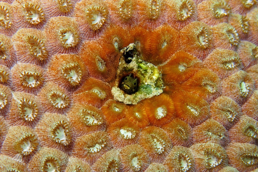 Blenny in coral reef