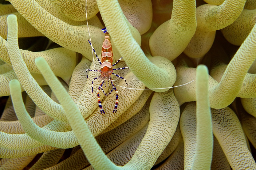 Shrimp in sea anemone