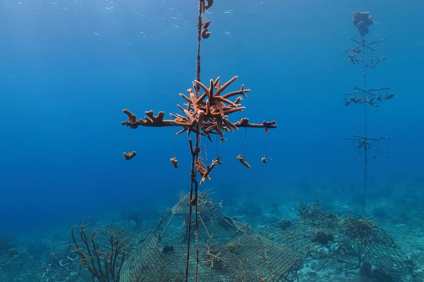 Program na obnovu korálů, útes Sun Reef