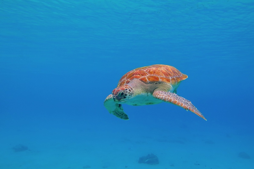 Turtle in blue ocean