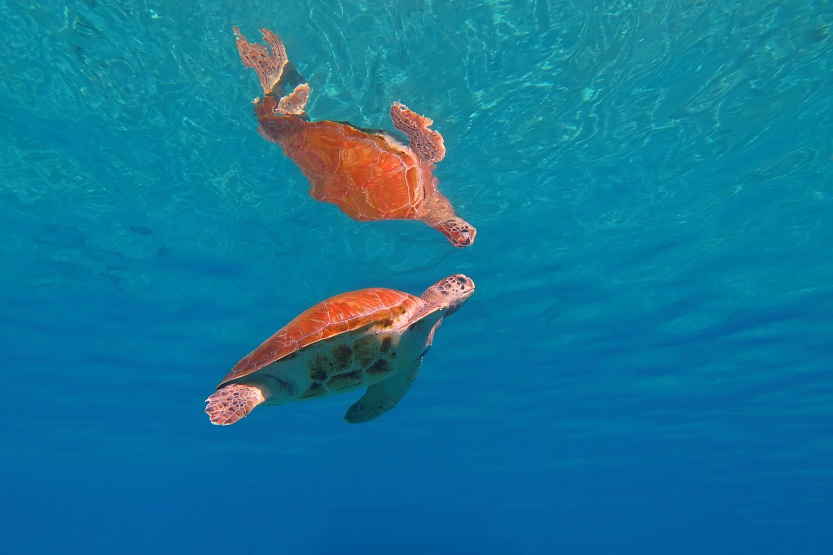 Sea turtle under water surface