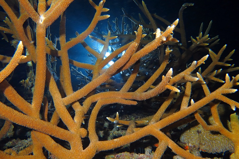 Noční ponor na útesu Sun Reef