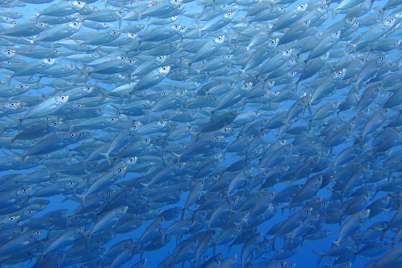 Curacao, obří hejno ryb