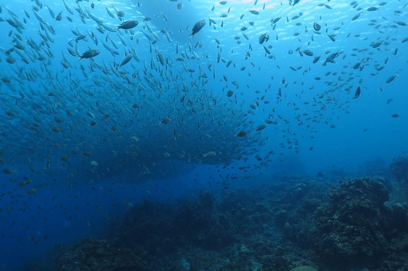 Curacao, obří hejno menších ryb v podvodní krajině a člun na hladině