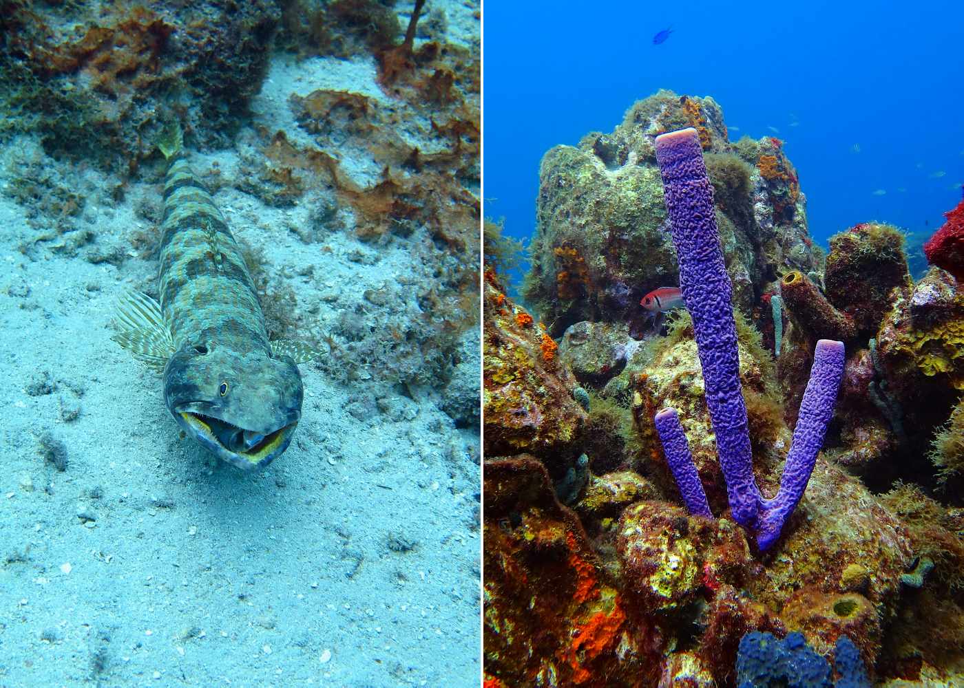 Curacao, vlevo ještěrohlavec po spolknutí malé ryby. Vpravo nádherná houba na útesu