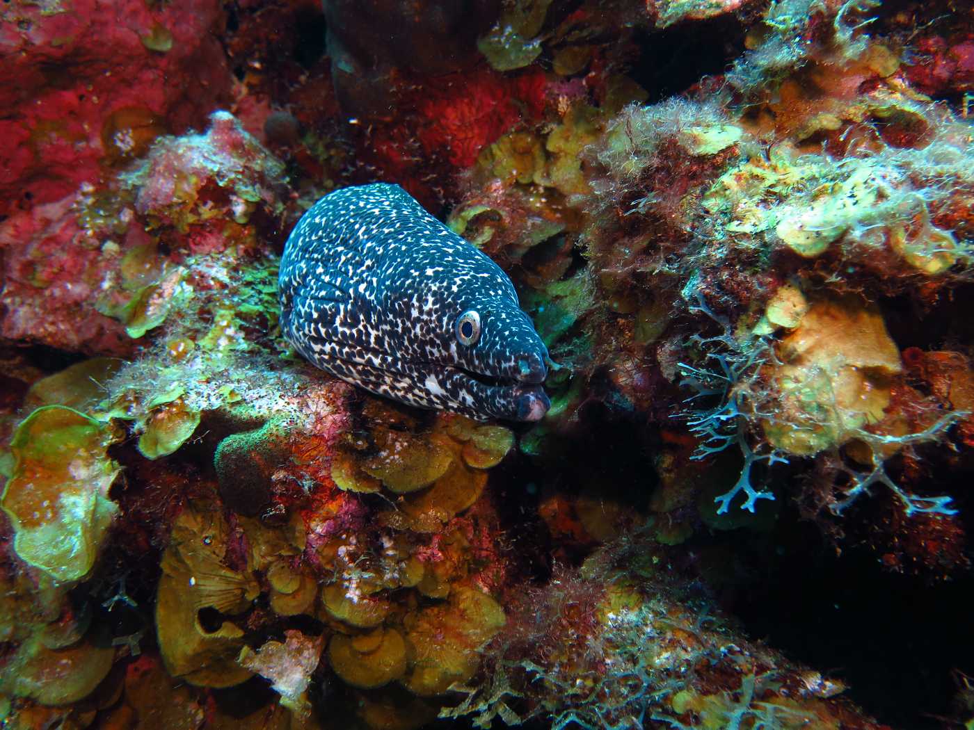 Muréna, Curacao