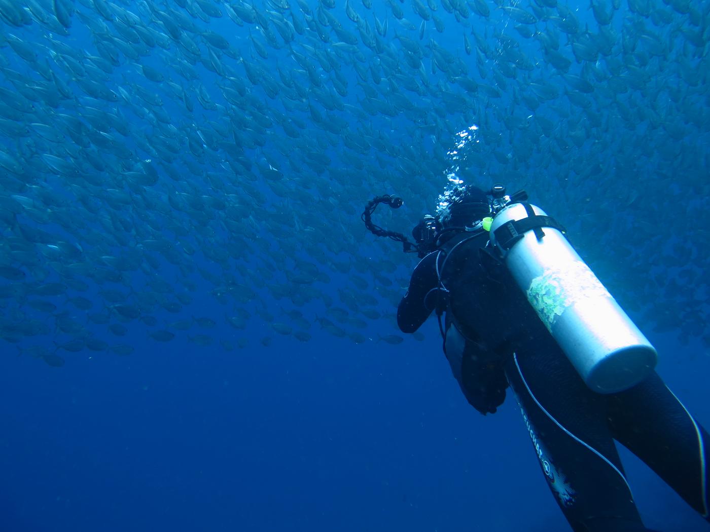 Petr a velké hejno ryb, Curacao