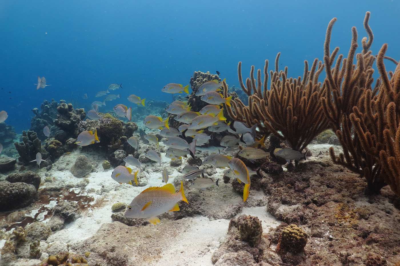  Curacao, hejno ryb na útesu