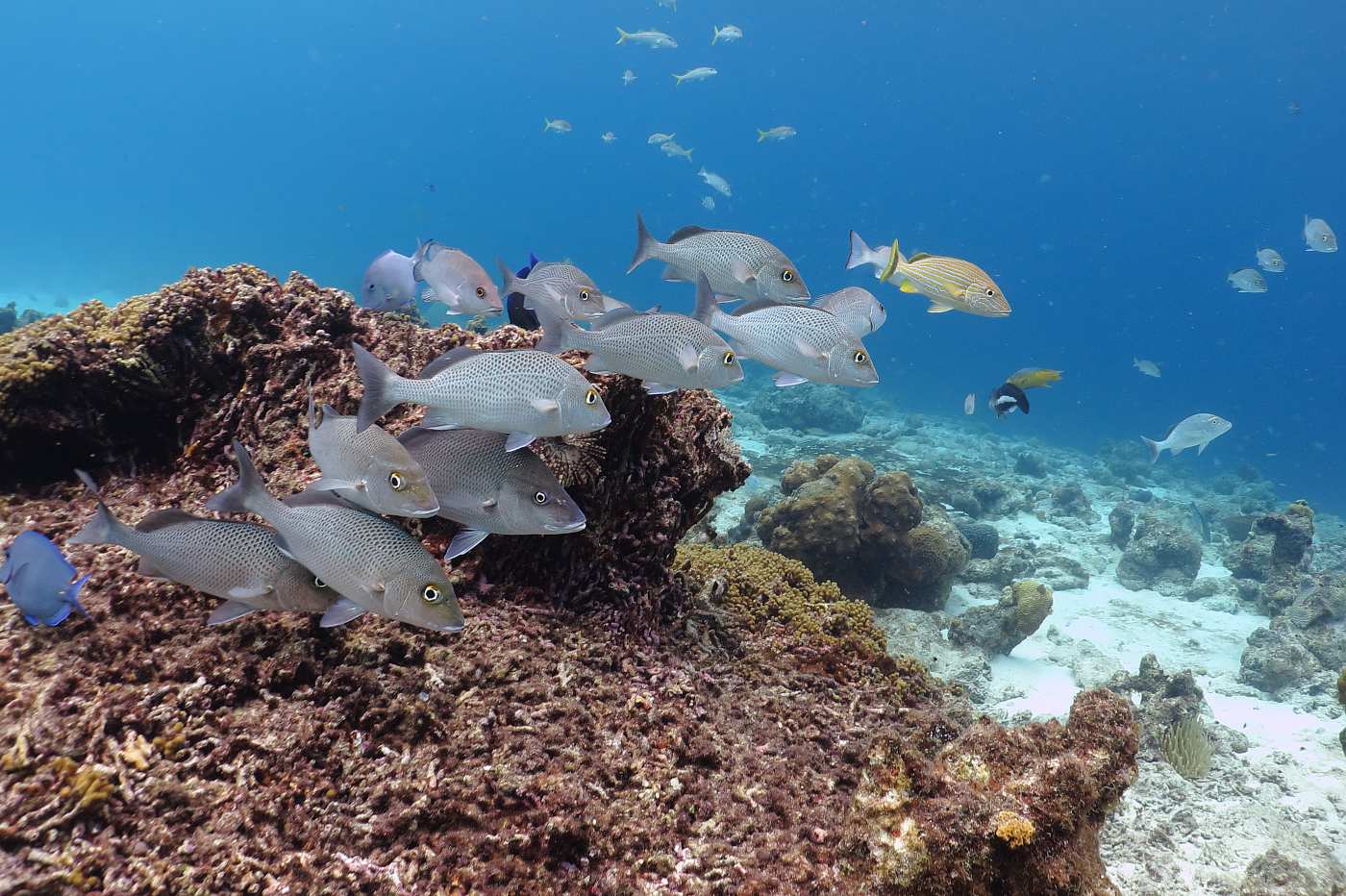  Curacao, ryby na útesu