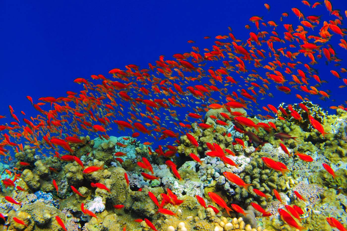 Nádherný útes a množství bradáčů pár centimetrů před fotoaparátem v dokonale čisté vodě, to je potápění na útesu Elphinstone.