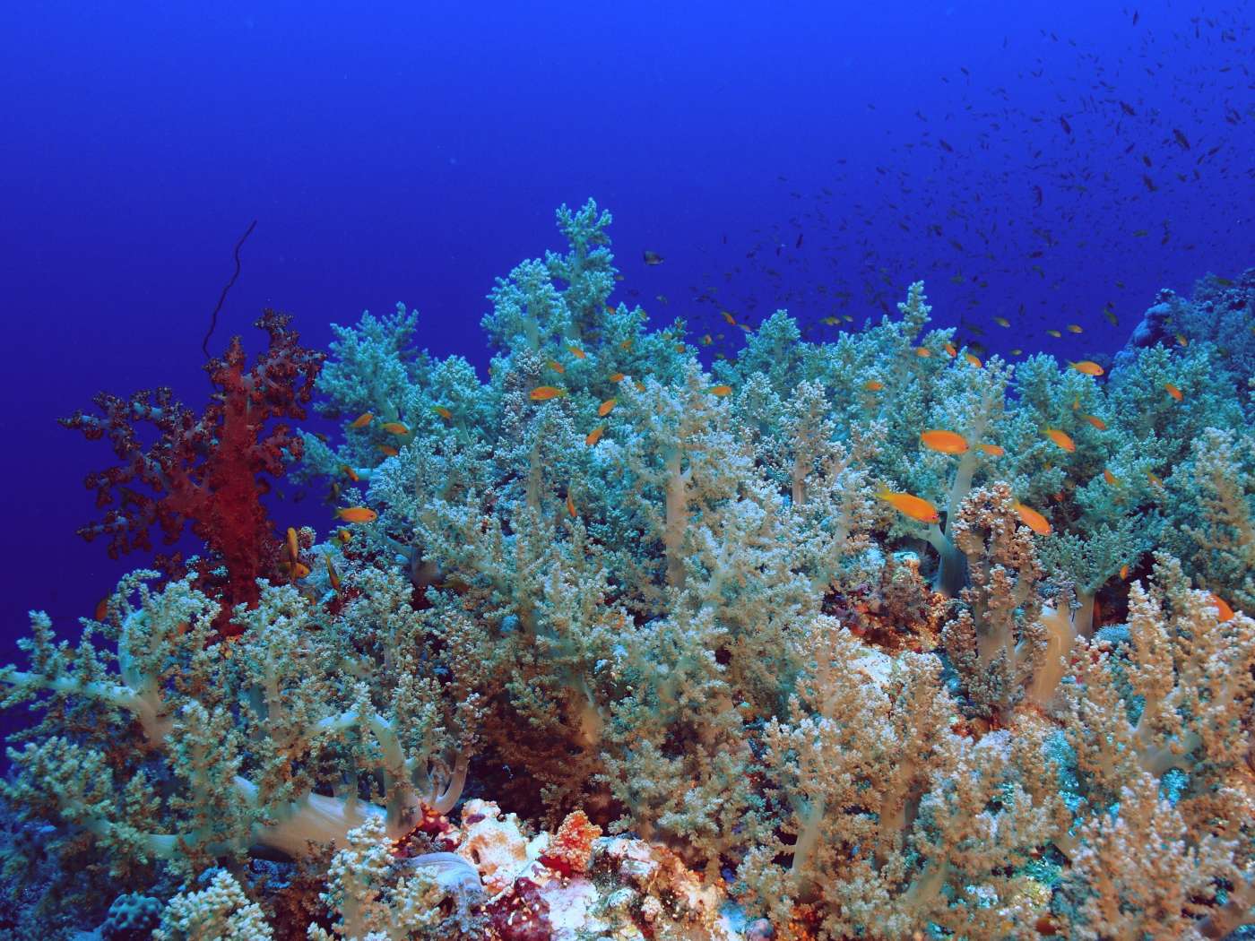 Elphinstone reef in depth.