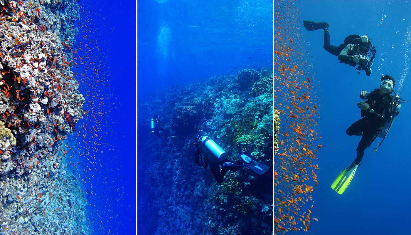 Various reef photos, Elphinstone reef - Red Sea.