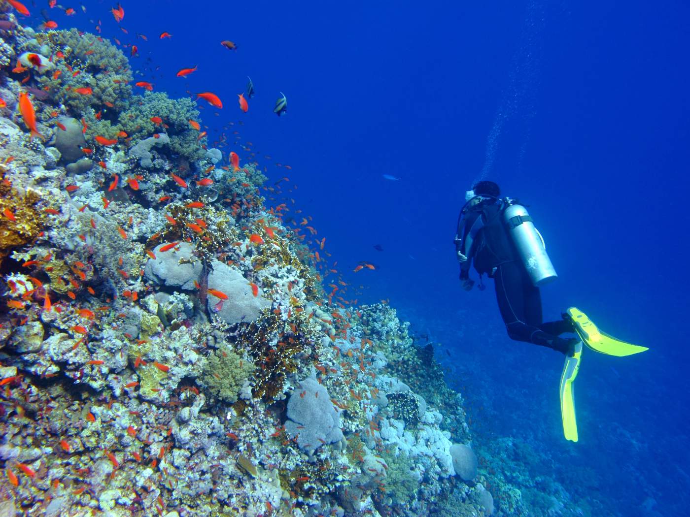 Our diveguide and coral reef.