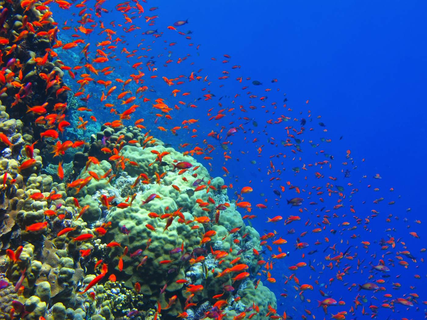 Hejno ryb a korál v hlubší vodě, snímek s externím bleskem Ikelite DS 160.