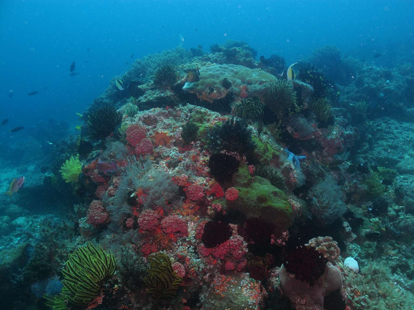 Korálový útes v kalu z Petrova fotoaparátu.