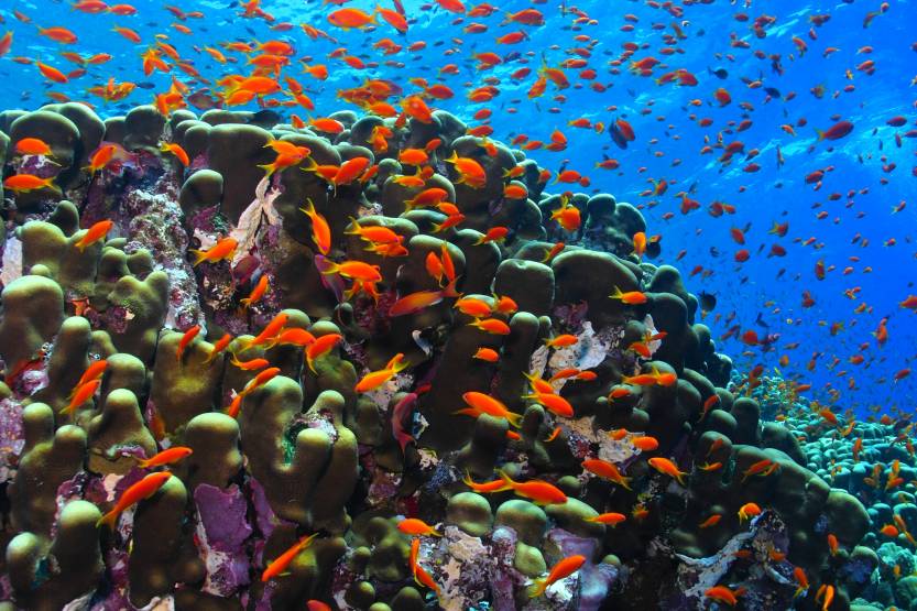 Anthias and coral reef