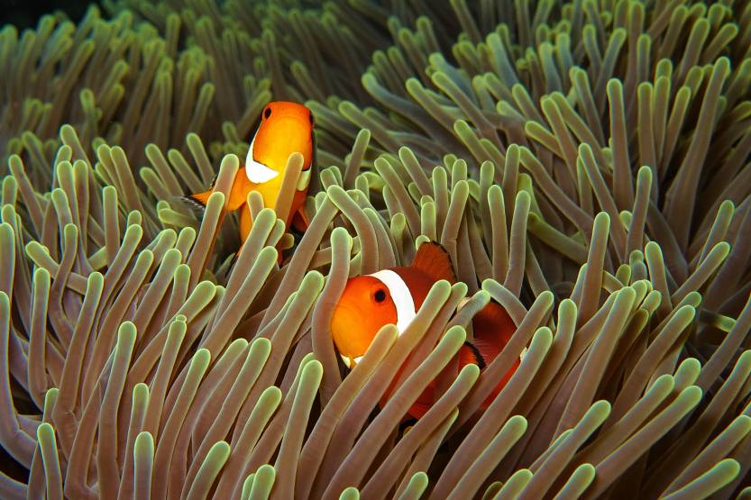 Clownfish in the anemone