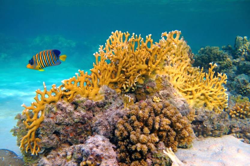 Pomec a korálový útes