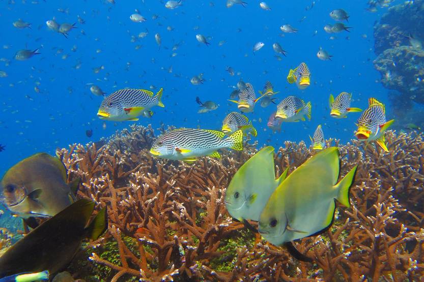 Sweetlips, batfish and other fish on the reef