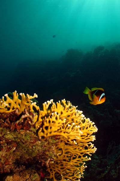 Clownfish and coral reef