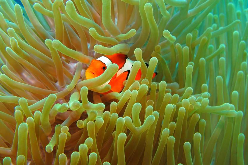 Clownfish in the anemone