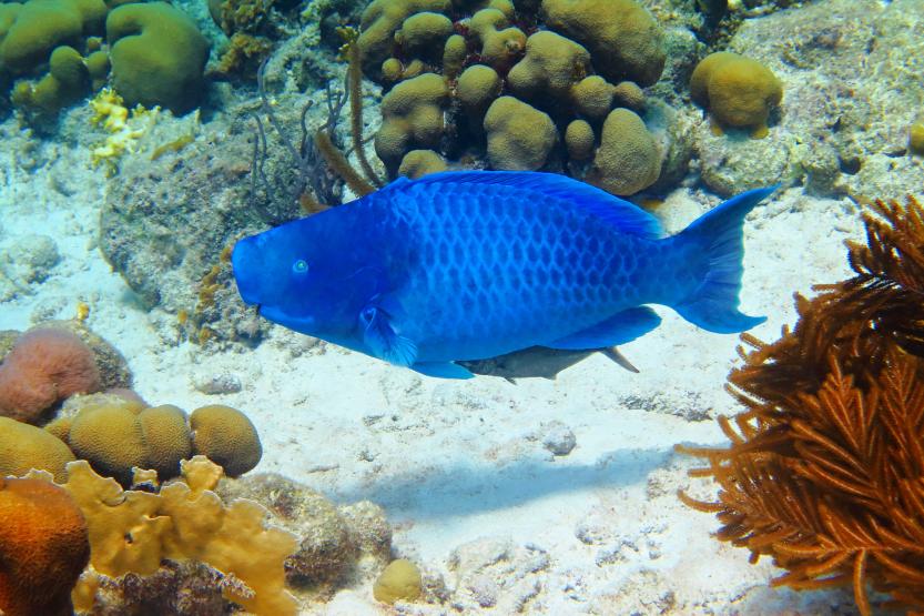 Modrý ploskozubec a korálový útes