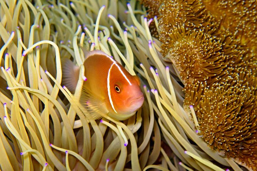 Clownfish and the anemone