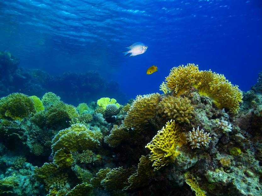 Damselfish and coral reef