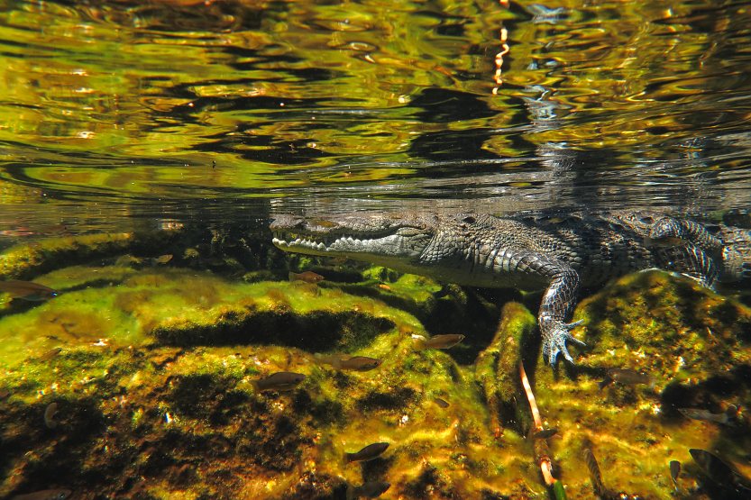 Cenote Casa, crocodile