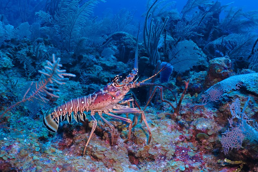 Caribbean Sea, Spiny lobster, deep 36 meters