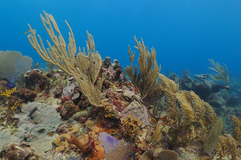 Caribbean Sea, corals