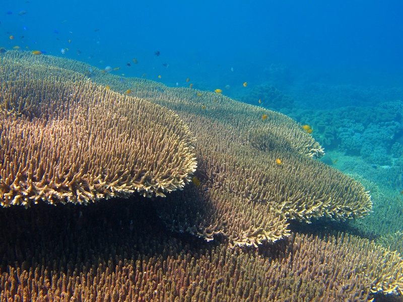Big corals in shallow sea