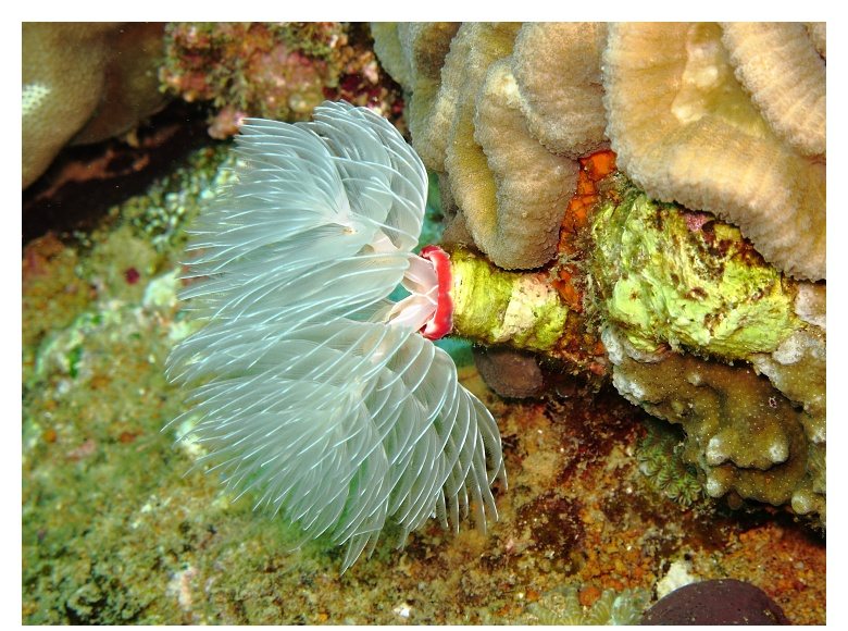 Feather Duster Tubeworm