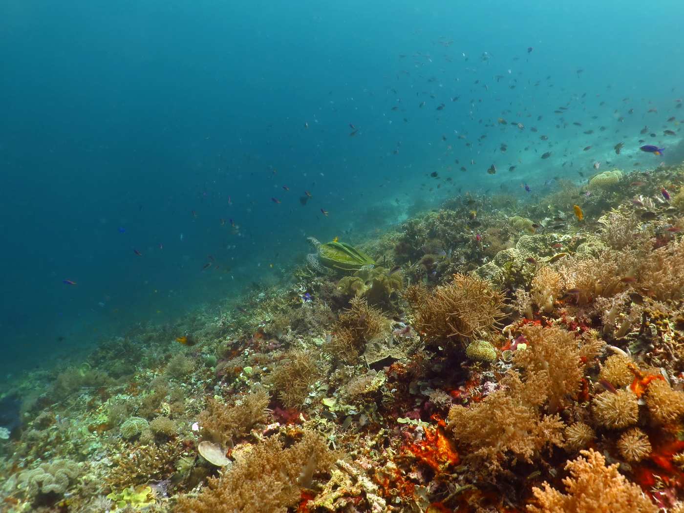 Korálový útes vedle mola u resortu Papua Diving.