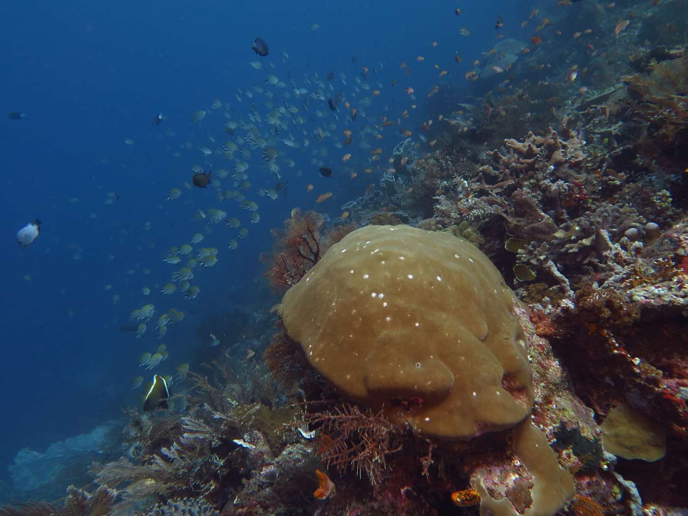 Útes a ryby. Korálové útesy na Raja Ampat jsou naprosto neuvěřitelné a naprosto nedotčené.