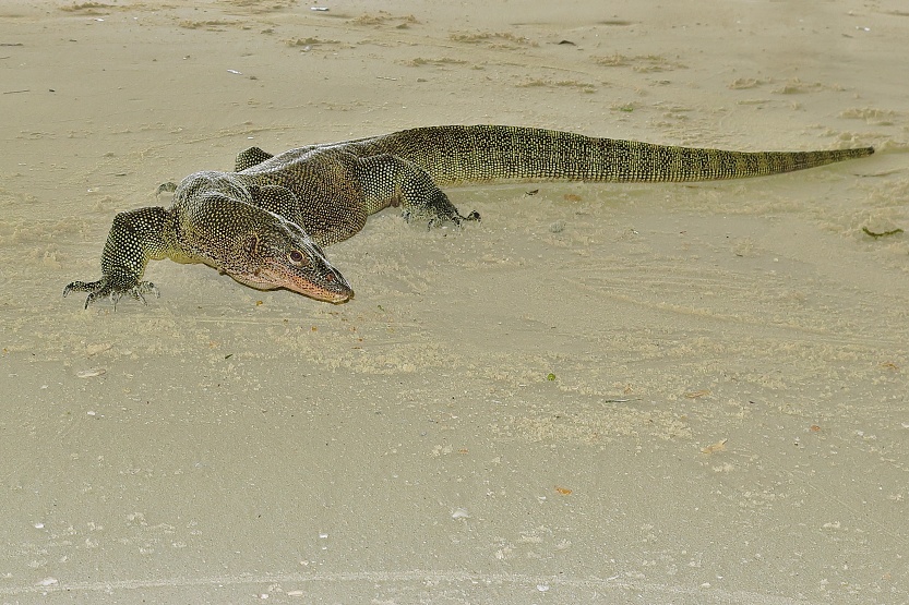 Monitor lizard on the beach, Kri