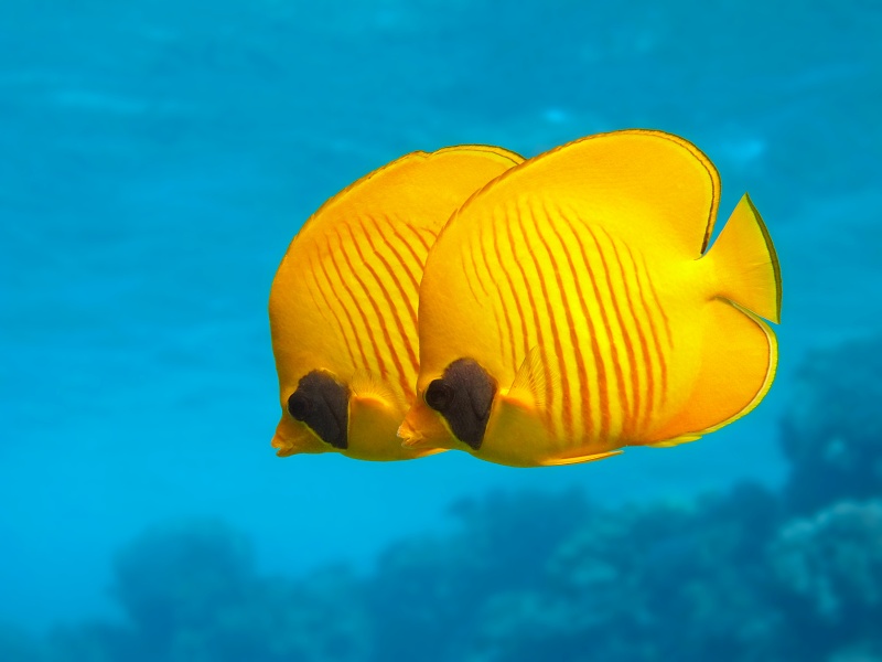 Butterflyfish on the reef