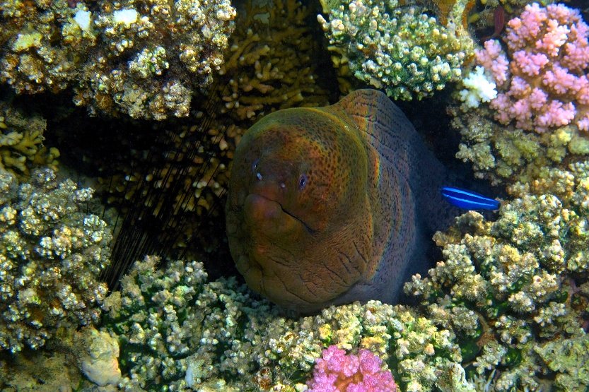 Moray eel and cleaning station