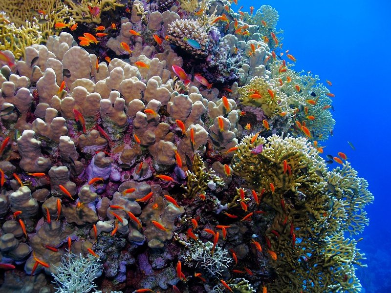 Coral reef and school of anthias